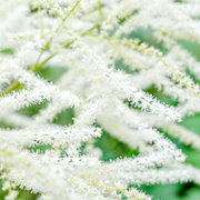 Goatsbeard