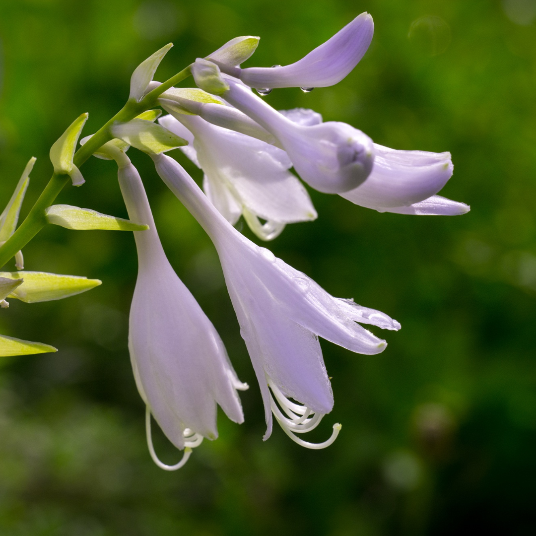 Hosta, Whirlwind