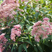 Joe Pye Weed