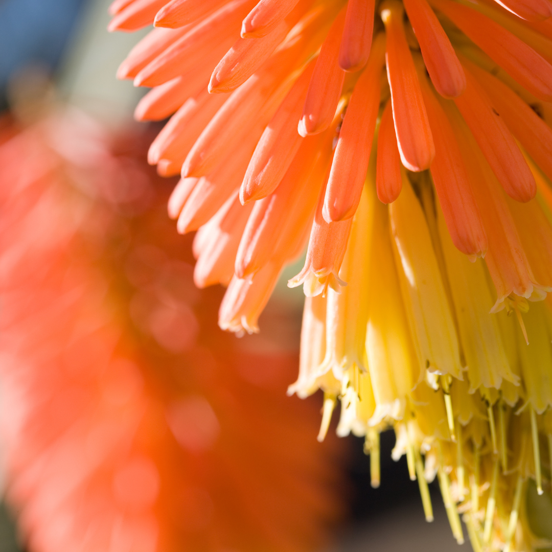 Red Hot Poker, Pfitzer Hybrid