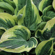 Hosta, Wide Brim