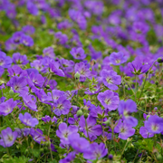 Geranium, Cranesbill Johnson's Blue