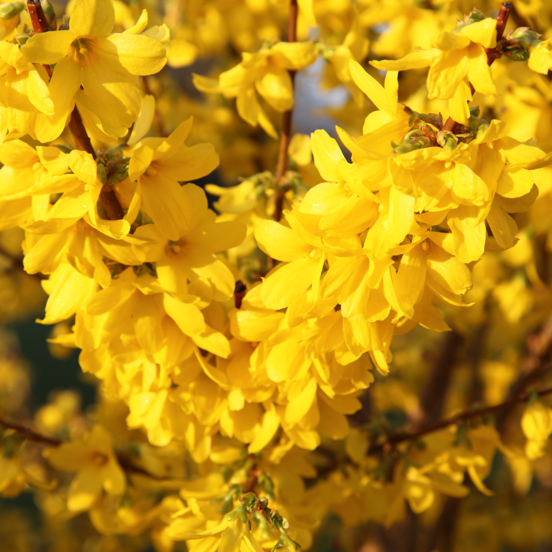Forsythia, Show Off Starlet
