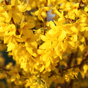 Forsythia, Show Off Starlet