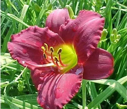 Daylily, Pardon Me