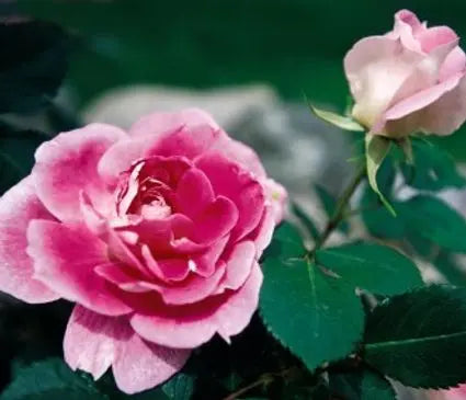 Rose, Carefree Wonder