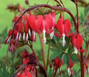 Bleeding Heart, Valentine