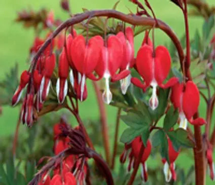 Bleeding Heart, Valentine
