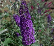 Butterfly Bush, Psychedelic Sky