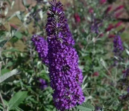Butterfly Bush, Psychedelic Sky