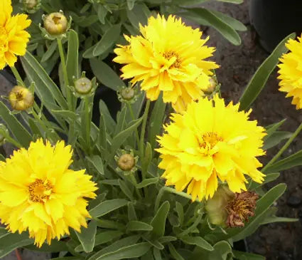 Tickseed, Sunray