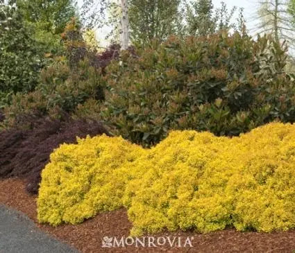 Barberry, Golden Nugget