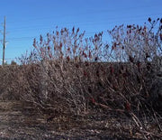 Sumac, Rocky Mountain