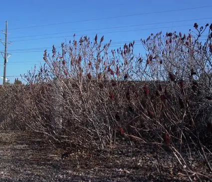 Sumac, Rocky Mountain