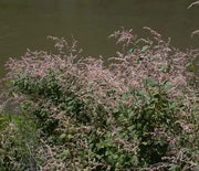 Spirea, Rock