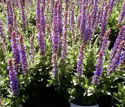 Meadow Sage, East Friesland