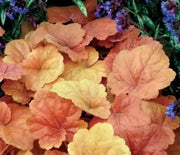 Coral Bells, Southern Comfort