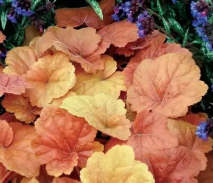 Coral Bells, Southern Comfort