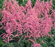 False Spirea, Bressingham Beauty