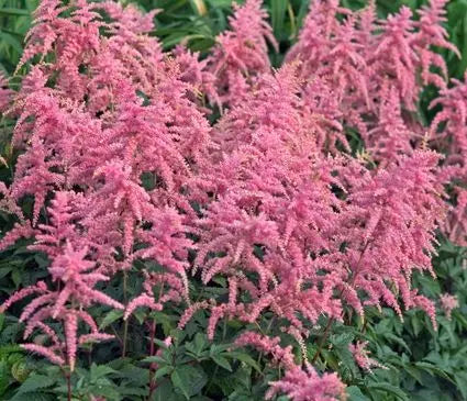 False Spirea, Bressingham Beauty