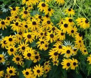 Black Eyed Susan, Early Bird Gold