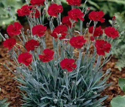 Dianthus, Fire Star