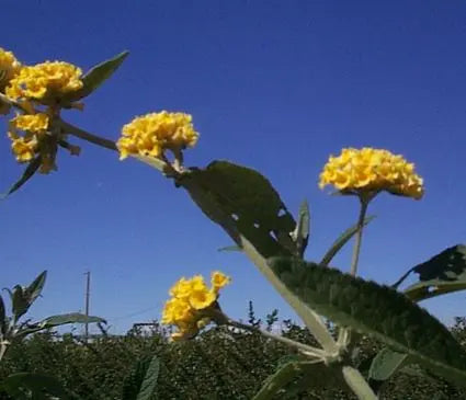 Butterfly Bush, Honeycomb