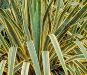 Yucca, Bright Edge