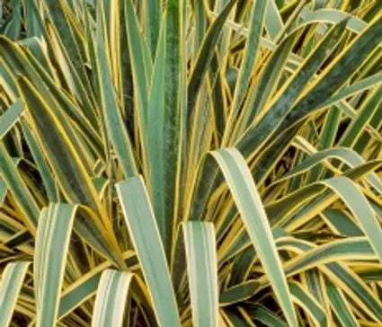 Yucca, Bright Edge
