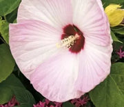 Hardy Hibiscus, Luna Pink Swirl