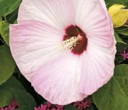 Hardy Hibiscus, Luna Pink Swirl