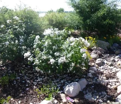 Rose, Morden Snowbeauty