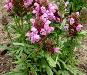 Self Heal, Bigleaf Summer Daze