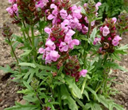 Self Heal, Bigleaf Summer Daze