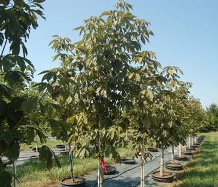 Buckeye, Yellow