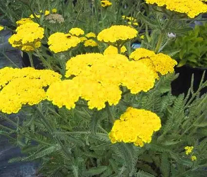 Yarrow  Coronation Gold