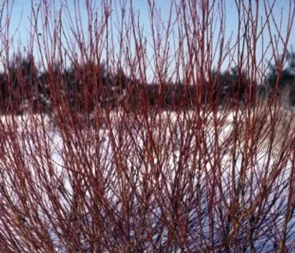 Willow, Flame