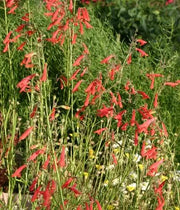 Penstemon, Bridges
