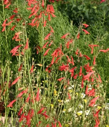 Penstemon, Bridges