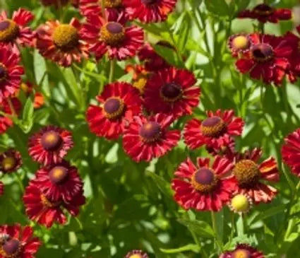 Sneezeweed, Helen's Flower