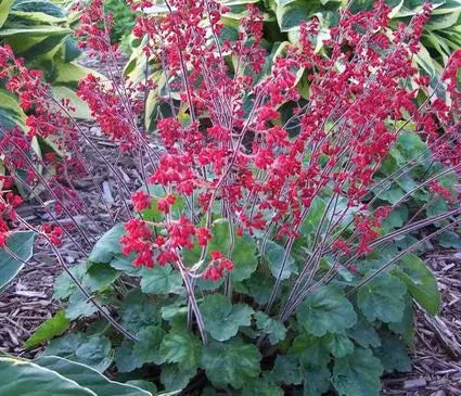 Coral Bells, Ruby Bells
