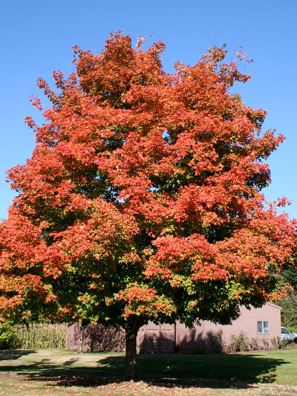 Sugar Maple, Green Mountain