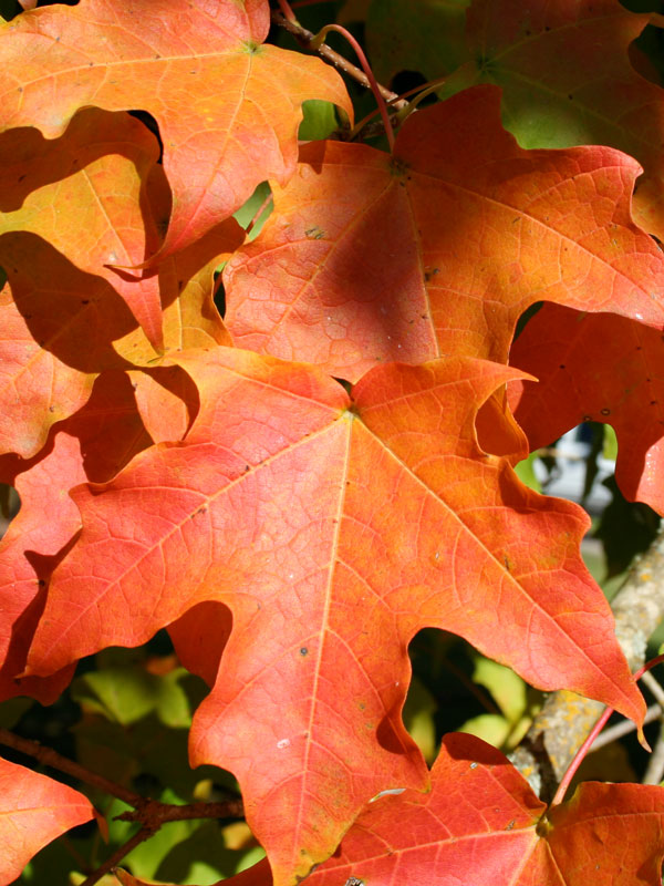 Sugar Maple, Green Mountain