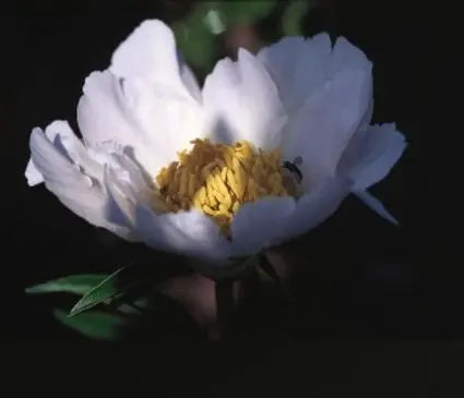 Peony, Krinkled White