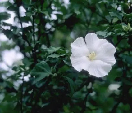 Rose of Sharon, Diana