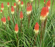 Red Hot Poker, Corallina