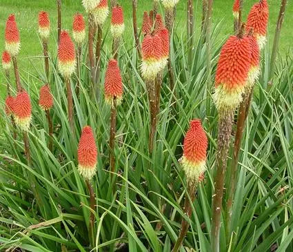 Red Hot Poker, Corallina