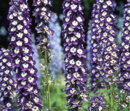 Larkspur, King Aurthur