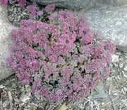 Sedum, Rosy Glow
