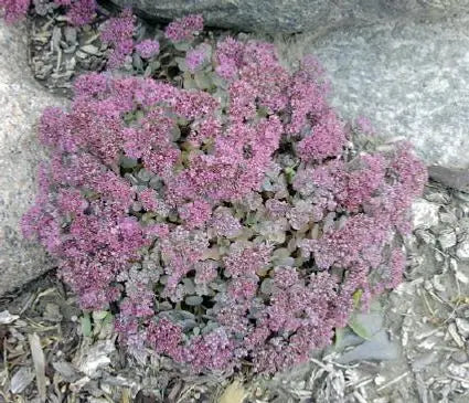Sedum, Rosy Glow